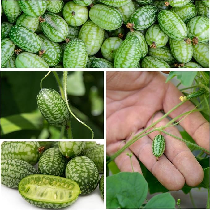 Seed Needs Cucamelon Seeds/Lemon Cucumber Seeds for Planting - Non-GMO, Heirloom & Untreated Vegetables - Grow a Home Grown Outdoor Vegetable Garden (2 Pack Collection)
