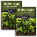 San Marzano Raab Broccoli Rabe Seeds for Planting – Italian Heirloom Rapini Variety, Fast-Growing Cool-Season Greens, Non-GMO High Yield Vegetable Garden Favorite – Survival Garden Seeds (2 Packs)