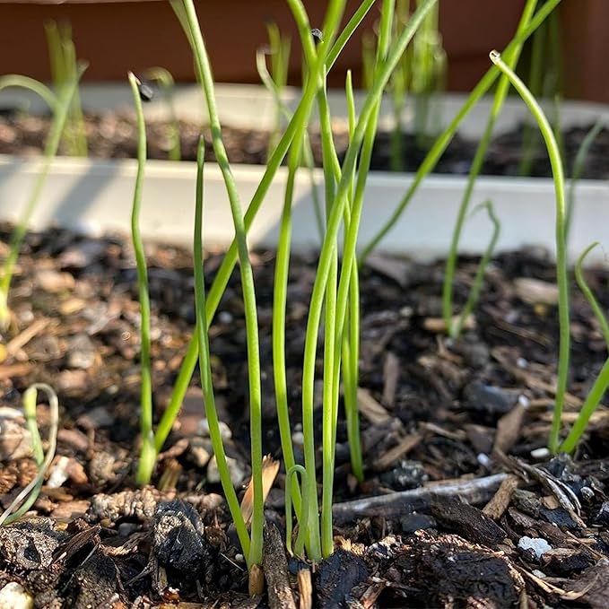 Seed Needs Onion Seeds for Planting Red Burgundy Short Day Onions - Non-GMO Heirloom & Untreated Vegetable Seeds to Plant an Outdoor Home Grown Veggie Garden