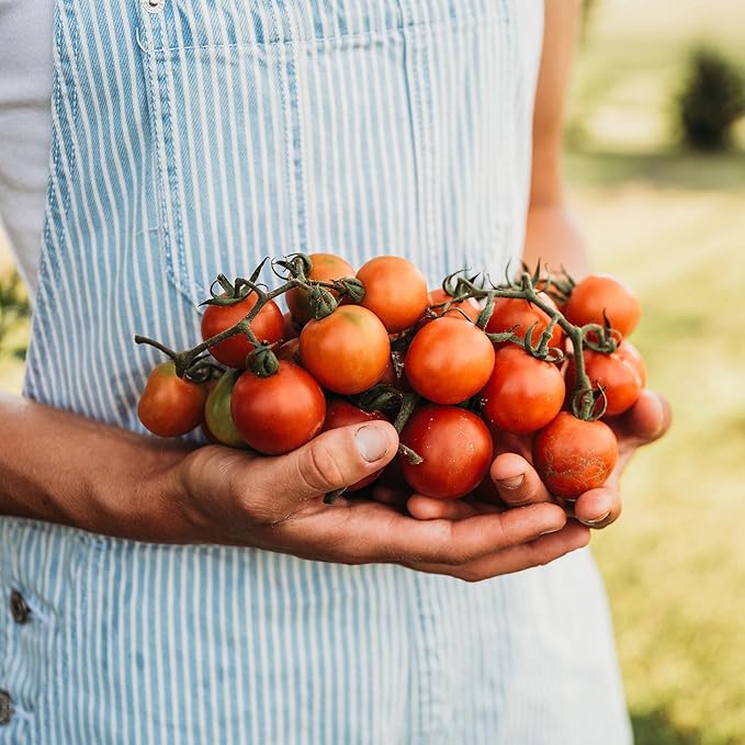 Tommy Toe Tomato - 50 Seeds - Rare Heirloom Cherry Tomato, Open-Pollinated Variety, Non-GMO Large Red Cherry Tomato Seeds for Planting in The Home Garden, Thresh Seed Company