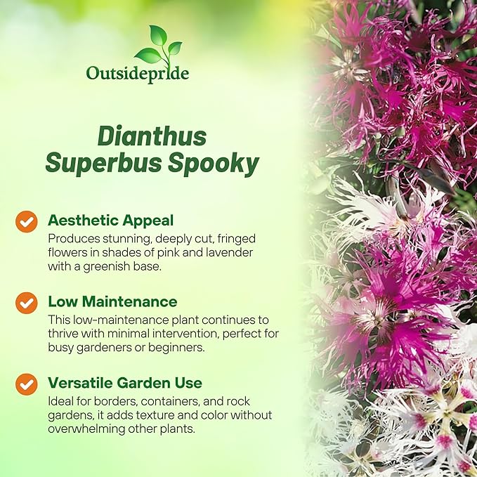 Outsidepride Superbus Spooky Pink Mix Dianthus Seeds for Planting - 5000 Pcs Easy to Grow and Hardy Perennial Flower Seeds with Colorful & Fragrant Blooms for Mixed Plantings & Pollinator Gardens