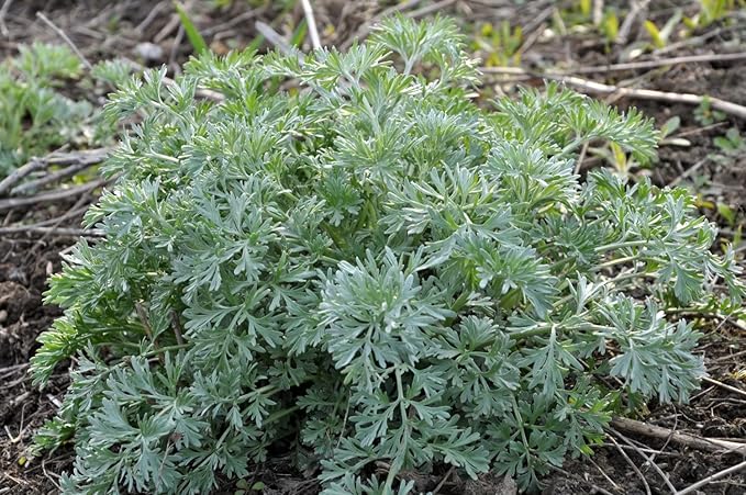 Organic Wormwood Plant, (Artemisia Absinthium) 2.5-inch Pot