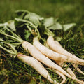 White Icicle Radish - 150 Seeds - Tender, Long, White Roots, Fast Growing & Cold Tolerant, Non-GMO Heirloom Radish Seeds for Planting in The Home Garden, Thresh Seed Company