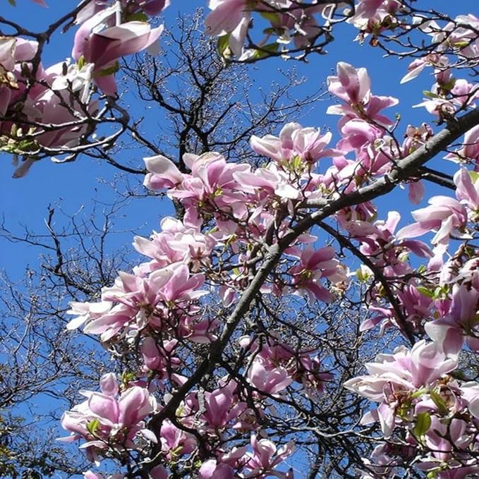 10 Seeds Mixed Magnolia Flower Seeds Fragrant Tree Perennial Ornamental Plant Shrub Fragrant Cut Flowers Attracts Birds & Butterflies Garden Outdoor