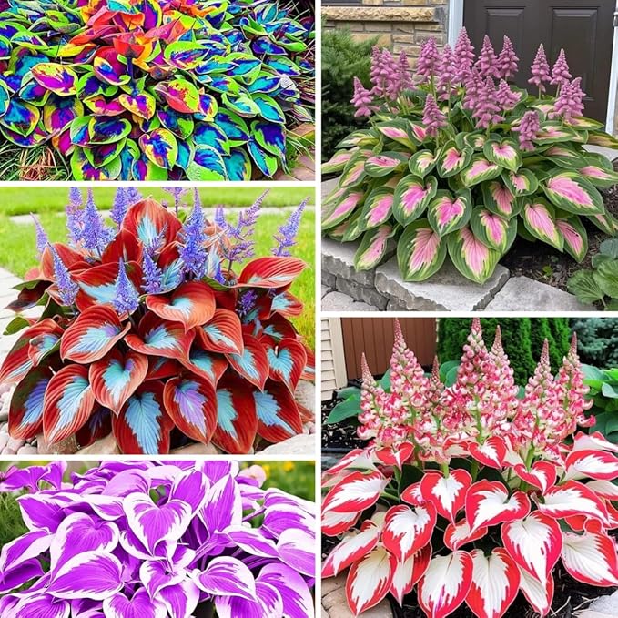 Dwarf Hosta Seeds 300pcs for Pots - Lush Green Perennial Foliage Plants, Ground Cover for Shade Gardens & Borders – Long-Lasting, Decorative & Gift-Ready
