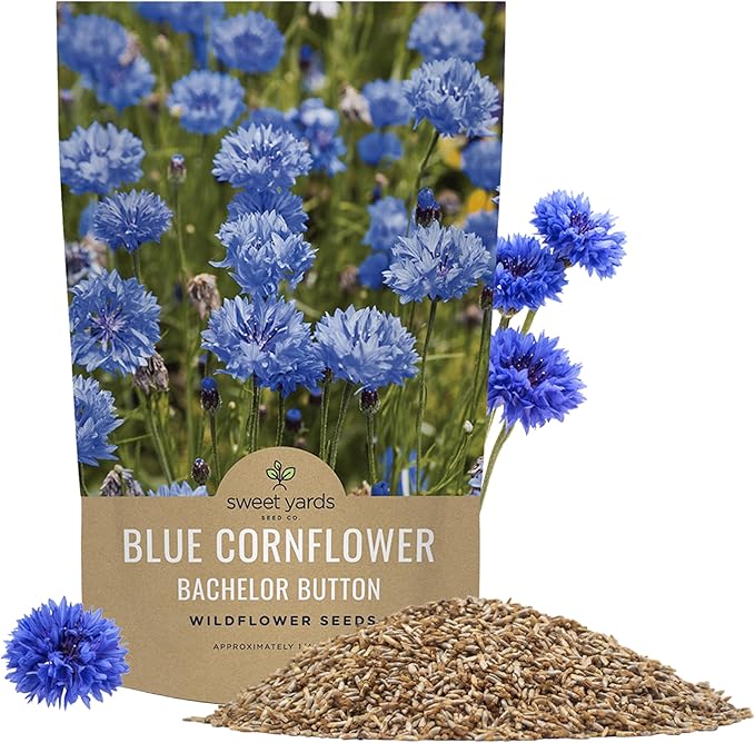Blue Cornflower Seeds – Bachelor Buttons – Bulk Quarter Pound Bag – Over 20,000 Open Pollinated Non-GMO Wildflower Seeds – Centaurea cyanus