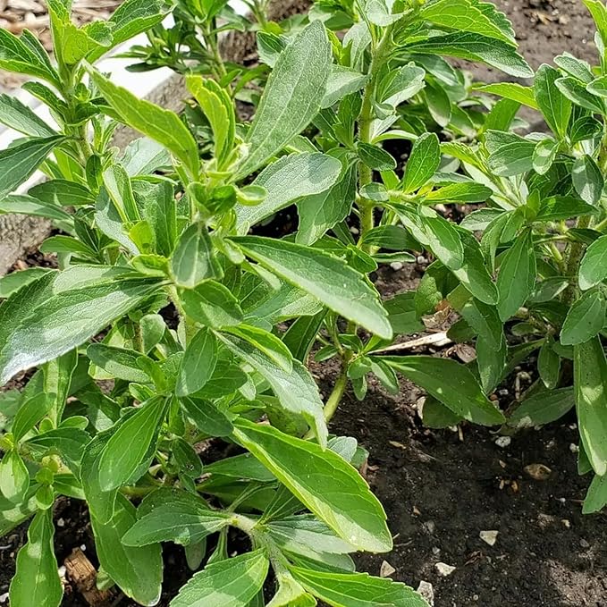 Pack 2 Stevia Plants Live, 4-7 Inches Tall, Fragrant Stevia Herb Ready to Grow Garden or Containers