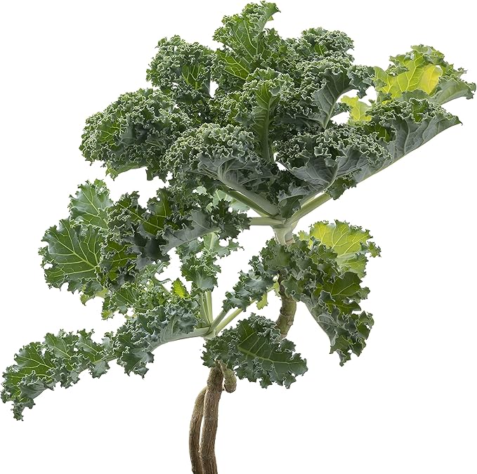 Kale Seeds, 250+ Vates Blue Scotch Curled, Heirloom, Non GMO Seeds, Brassica oleracea VAR. Acephala
