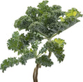 Kale Seeds, 250+ Vates Blue Scotch Curled, Heirloom, Non GMO Seeds, Brassica oleracea VAR. Acephala