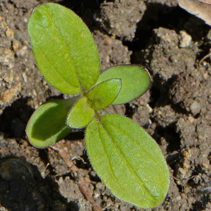 Seed Needs Dwarf Sunflower Seeds for Planting Incredible Sunflowers - Heirloom & Open Pollinated Flowers to Plant an Outdoor Wildflower Garden to Attract Beneficial Pollinators (5 Packs)
