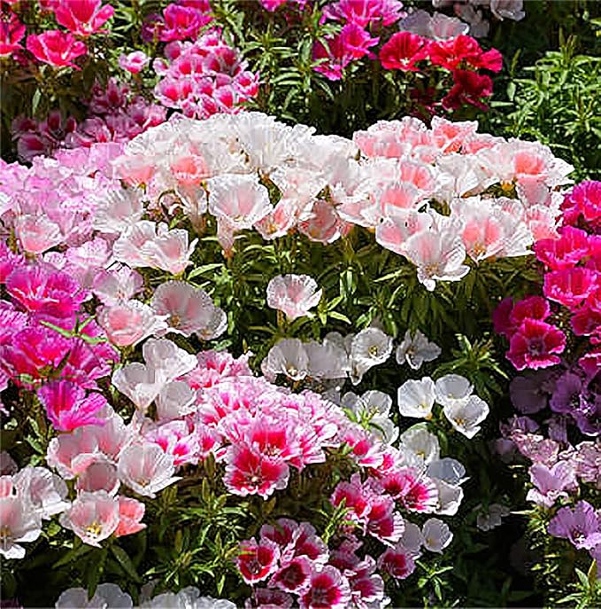 Dwarf Godetia Seeds - 8-12' Tall. 5,000 eeds