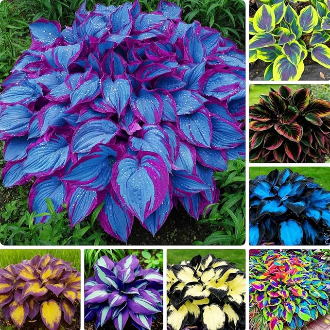 280+ Hosta Seeds for Planting - Hardy Perennial Ground Cover with Lush Fragrant Foliage, Thrives in Partial Shade Low Maintenance Long-Lasting Beauty for Garden Landscaping, Borders & Outdoor Decor