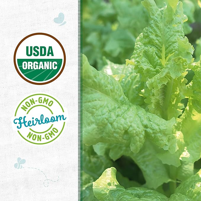Back to The Roots 100% Organic Seed Packet - Lettuce 'Green Leaf Black Seeded Simpson' 420mg