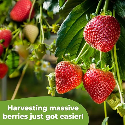Strawberry Plant Fertilizer by Perfect Plants | Best Liquid Fruit Plant Food for Strawberries | for Acid Loving Berry Bushes in Your Backyard Farm (8 fl oz)
