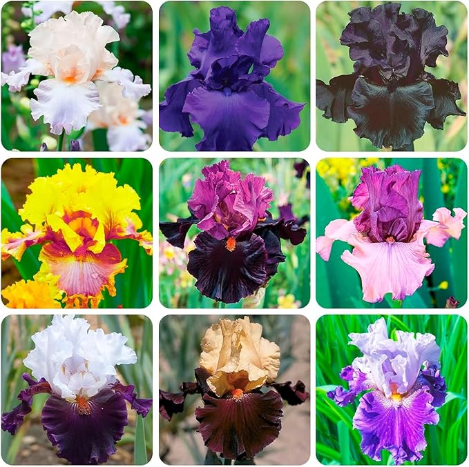 199pcs Iris Flower Seeds to Plant Outdoor - Perennial Beautiful Blooms for Your Garden Home, Spring & Summer Flowers, Easy Growing