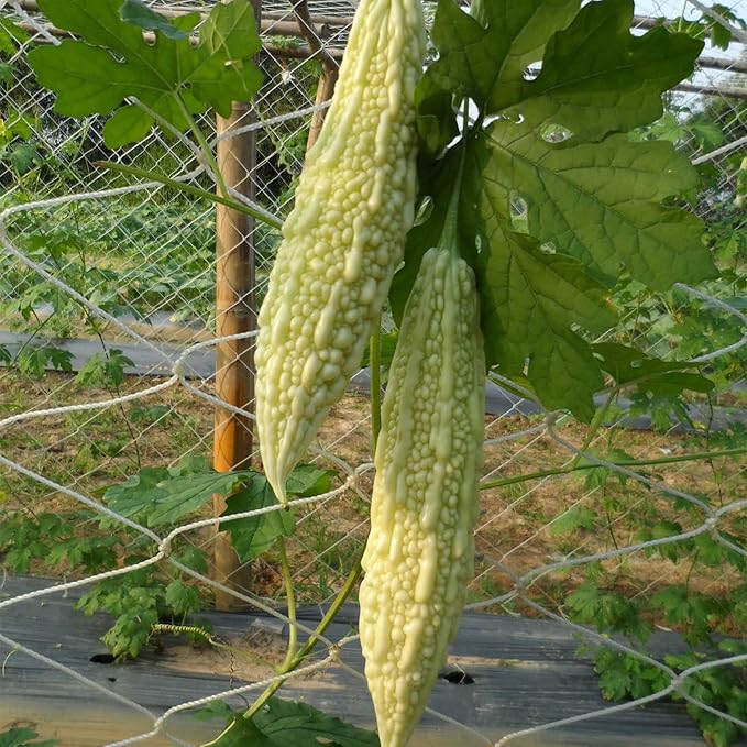 Gourd Seeds - White - Hybrid - 4 Oz ~560 Seeds - Non-GMO, F1 Hybrid - Asian Garden Vegetable