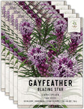 Seed Needs, Gayfeather Seeds - 500 Heirloom Seeds for Planting Liatris spicata - Perennial, Open Pollinated Wildflowers That Attracts Pollinators to The Garden (5 Packs)