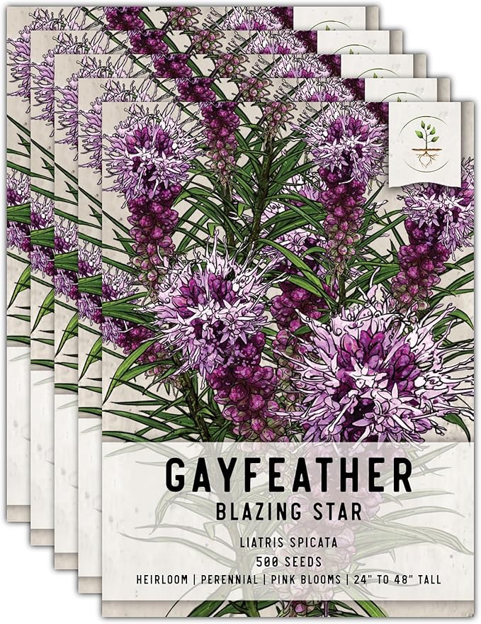 Seed Needs, Gayfeather Seeds - 500 Heirloom Seeds for Planting Liatris spicata - Perennial, Open Pollinated Wildflowers That Attracts Pollinators to The Garden (5 Packs)