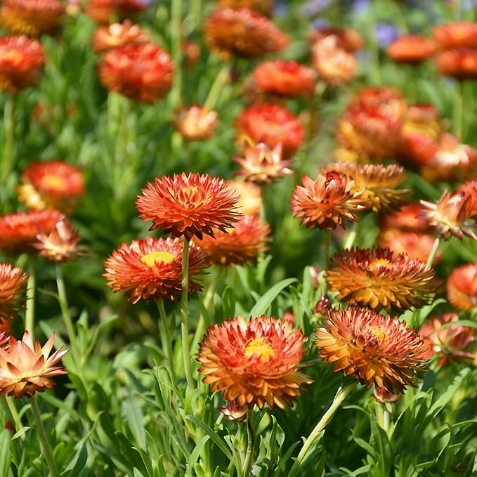 1000+ Strawflower Seeds for Planting, Annual Mixed Color Xerochrysum Seeds, Non-GMO Strawflower Flower Seeds for Home Garden Outdoor