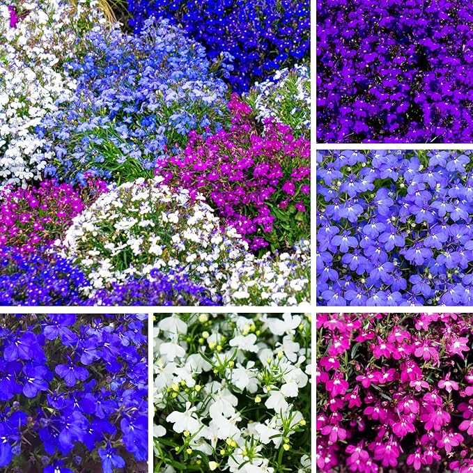 5000+ Perennial Cascade Mixture Lobelia Seeds for Planting Outdoors-Lobelia Ground Cover Seed Flowers Planting Non-GMO Heirloom