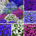 5000+ Perennial Cascade Mixture Lobelia Seeds for Planting Outdoors-Lobelia Ground Cover Seed Flowers Planting Non-GMO Heirloom