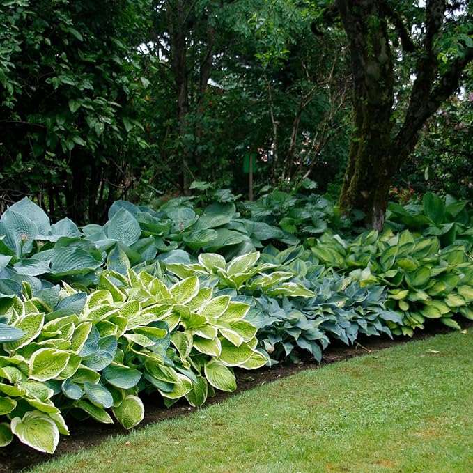 Complete Shade Perennial Flower Bulb Garden - 30 Bulbs for 50 Days of Continuous Blooms (Summer Color from July Through October) - Easy to Grow Summer Planting Bulbs by Willard & May