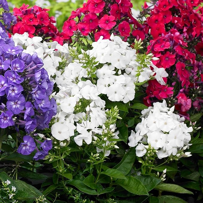 1000+ Creeping Phlox Seeds for Planting - Bright Mixed Phlox Seeds Creeping Perennial Ground Cover Plants - Annual Flower for Home and Garden
