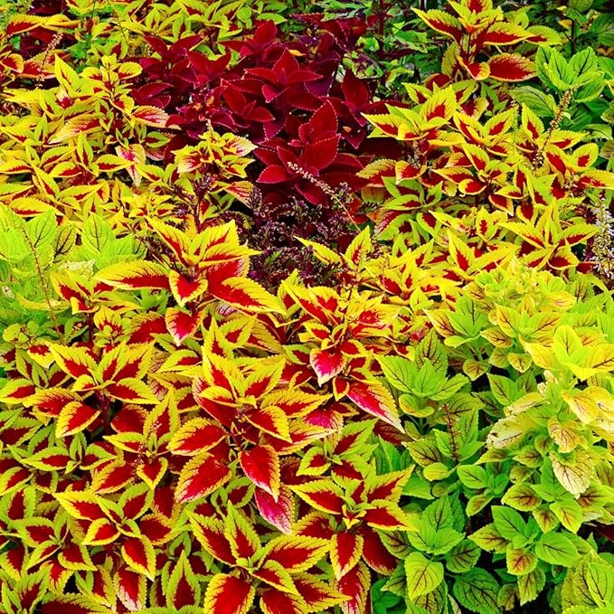 150 Coleus Seeds - Rainbow Mix, Annual & Easy-Grow, Indoor & Outdoor Use, Compact Plants with Multi-Colored Foliage, Ideal for Gardens, Containers & Shaded Areas