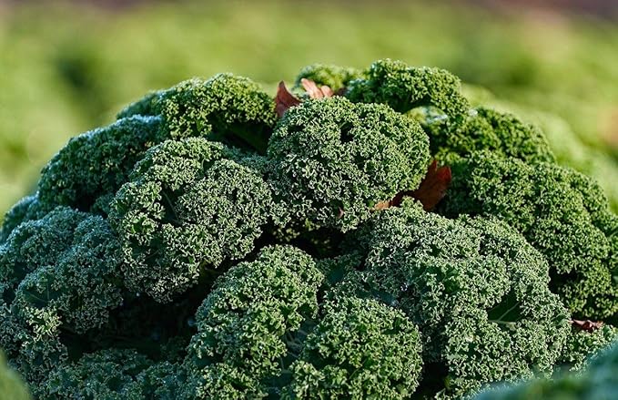 Seeds Dinosaur Kale - Giant Bush Cabbage - Heirloom Vegetable - GMO Free
