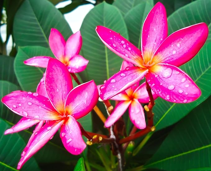 Mixed Color Plumeria Seeds for Planting Tropical Frangipani Rainbow Flower Seed Easy to Grow Colorful Blooms Perennial Patio Balcony Garden Rubra (25, Plumeria Seeds)