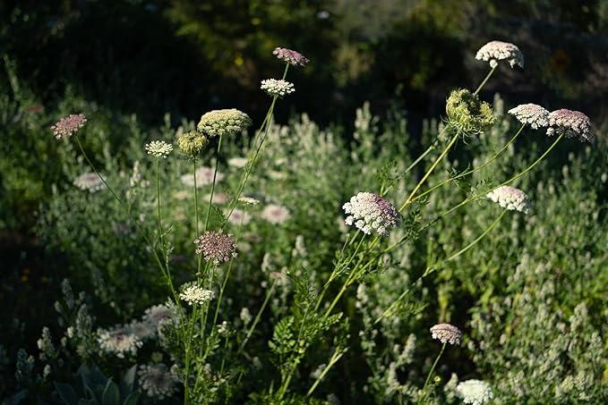 Plant Good Seed Organic Dara Queen Anne's Lace Flower Seeds for Planting: Heirloom Ammi, Red, Pink and White Blossoms - 200 Seed Packet