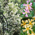 200+ Mixed Star Jasmine Flower Seeds for Planting Climbing Jasmine Fragrant Plant Seeds Non-GMO Garden Home Garden Balcony Climbing Flower