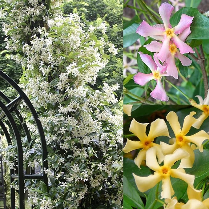 200+ Mixed Star Jasmine Flower Seeds for Planting Climbing Jasmine Fragrant Plant Seeds Non-GMO Garden Home Garden Balcony Climbing Flower