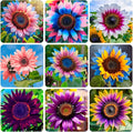75+ Perennial Sunflower Flower Seeds to Plants Outdoor-Non GMO Heirloom Rare Sunflower Plants for Garden Home