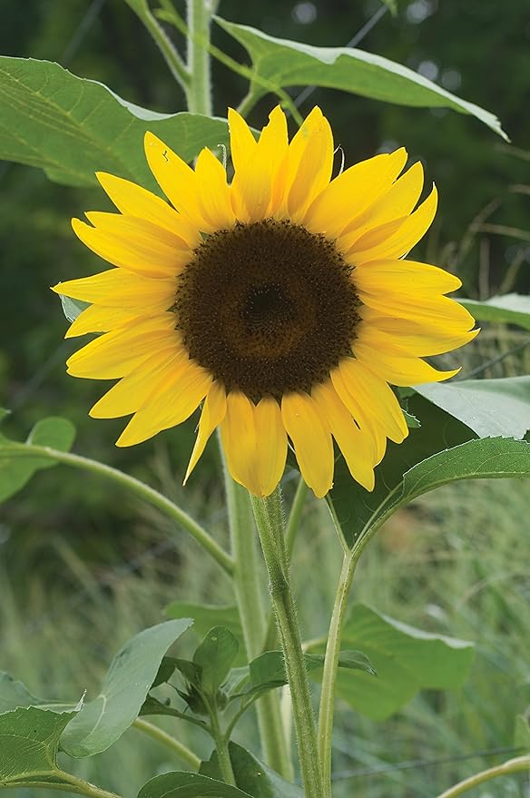 Burpee Del Sol Hybrid Sunflower Seeds 35 seeds