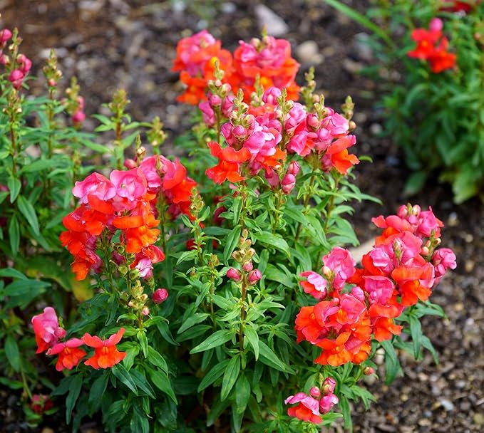 2000 Snapdragon Flower Seeds for Planting Multicolor Flowers Seeds Easy to Grow Outdoor Home Garden Flower Seeds Gardening Supplies