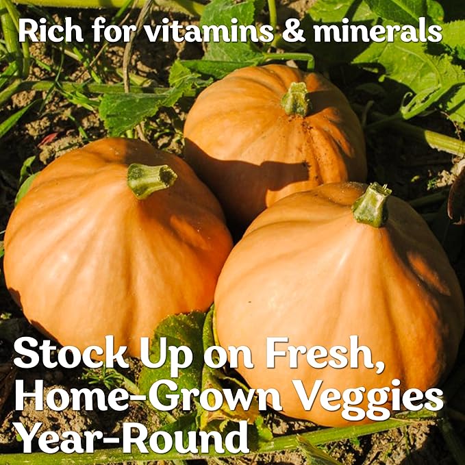 KVITER 15 Seminole Pumpkin Seeds for Planting (Cucurbita Moschata) - Heirloom Pumpkin Seeds Organic for Indoor & Outdoor Planting, Non-GMO Mini Pumpkins Vegetable Seeds for Planting