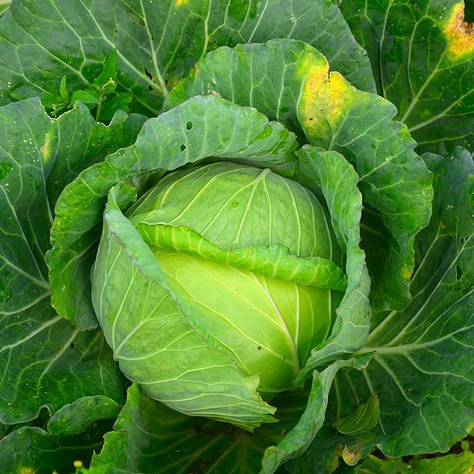 Glory of Enkhuizen Cabbage 1 Lb ~104,000 Seeds – Brassica oleracea – 90–99 Days – Heirloom, Open-Pollinated, Non-GMO – 6–10 lb Green Heads – Cold Hardy Annual – for Slaw, Kraut, Stir-Fry & Salad