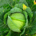 Glory of Enkhuizen Cabbage 1 Lb ~104,000 Seeds – Brassica oleracea – 90–99 Days – Heirloom, Open-Pollinated, Non-GMO – 6–10 lb Green Heads – Cold Hardy Annual – for Slaw, Kraut, Stir-Fry & Salad