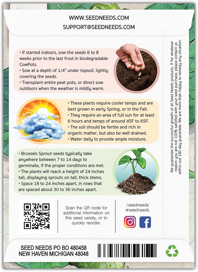 Seed Needs, Long Island Improved Brussels Sprout Seeds - 500 Heirloom Seeds for Planting Brassica oleracea - Non-GMO & Untreated for an Outdoor Garden (5 Packs)