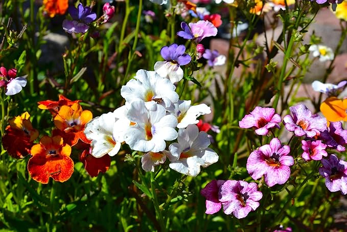 Seeds Nemesia Galaxy Seed Mix 450+ Seeds for Planting Annual Flowers