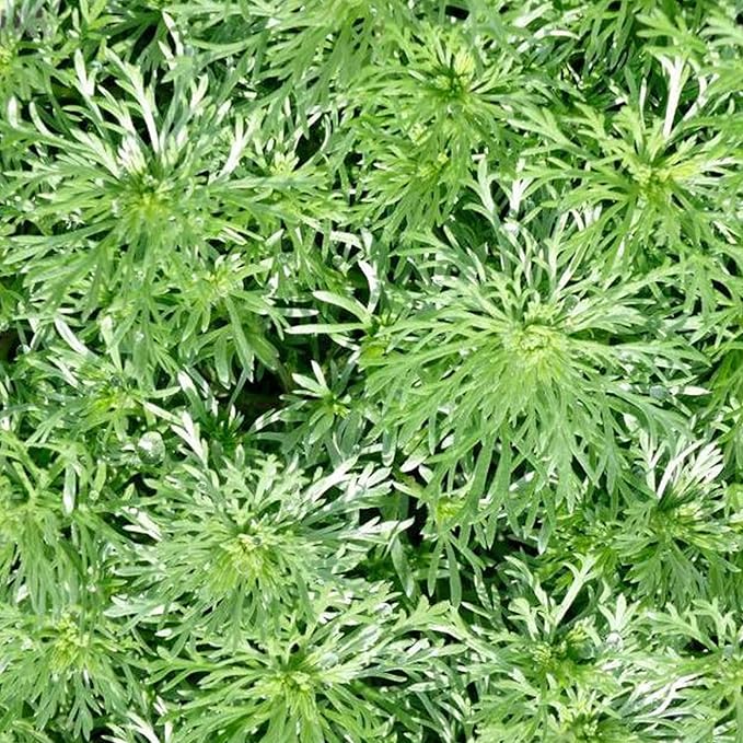 Wormwood Herb Seeds (4 Oz)