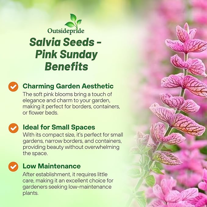 Outsidepride Pink Sunday Salvia Seeds - 1,000 Pcs Annual, Compact, Heavy Blooming & Drought-Tolerant Sage Seeds for Planting Fragrant Pink Blooms for Butterfly & Hummingbird Gardens & Landscaping