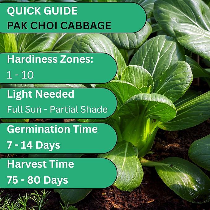 Woods Creek Seeds: Pak Choi White Stem Cabbage Seeds for Planting - Over 700 Heirloom Non-GMO Green Cabbage Seeds - Beginner-Friendly Vegetable Seed for Home, Indoor or Outdoor Gardeners