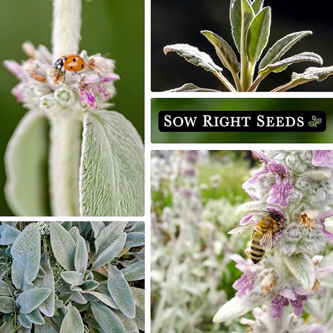Sow Right Seeds - Lambs Ear Seeds for Planting - Non-GMO Heirloom Packet with Instructions to Grow an Outdoor Flower Garden - Wooly Silver Leaves, Perennial Foliage - Stachys for Rock Gardens (3)