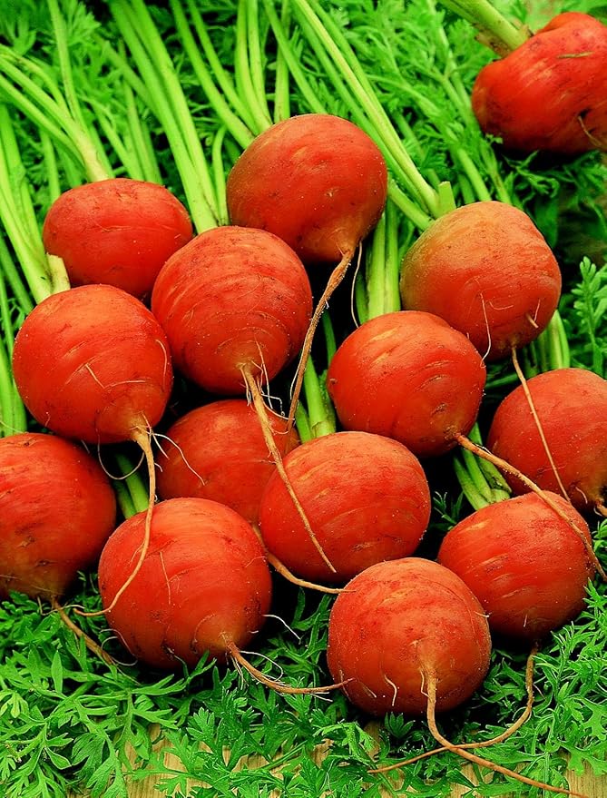 1000+ Seeds Carrot Paris Market - Vegetable Orange