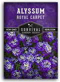 Alyssum Seeds for Planting - Sweet Royal Carpet Purple Alyssum - Fragrant Perennial Flower & Ground Cover - Heirloom Non-GMO - Survival Garden Seeds (1 Pack)