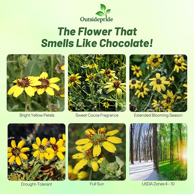 Outsidepride Chocolate Flower Scented Daisy Seeds for Planting – 100 Pcs. Perennial Wildflower Seeds, Low Maintenance, Highly Adaptable, Fragrant Flowers for Gardens