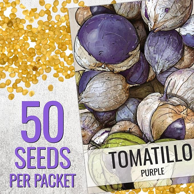Seed Needs, Purple Tomatillo Seeds - 50 Heirloom Seeds for Planting Physalis ixocarpa - Non-GMO & Untreated Mexican Husk Tomato for Making Salsa (1 Pack)