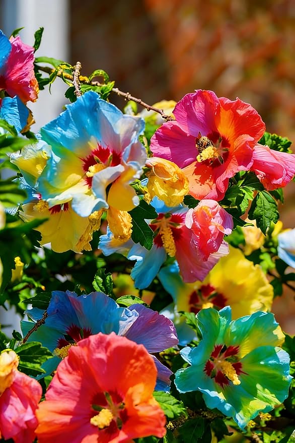 Double Hibiscus grandiflorus Seeds for Planting, 201+pcs Rare Perennial Giant Peony Hibiscus Grandiflorus Flower Seeds, Non-GMO Heirloom Beauty Blooms Flowers Plants for Home Garden Outdoors